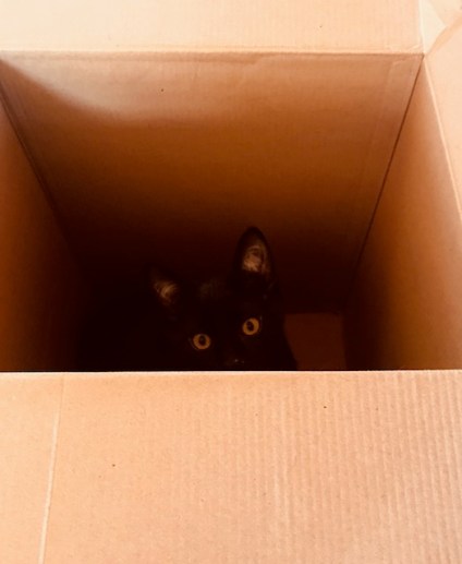 spot in box