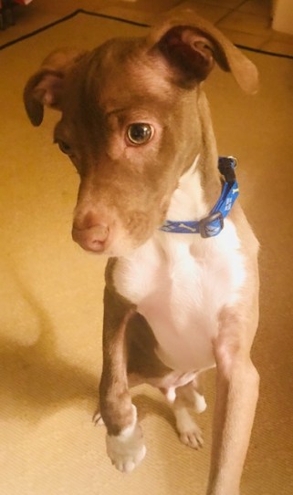 charlie wants to play