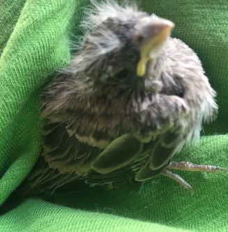 sparrow chick